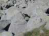Una marmotta prima del Passo di Poia