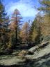 Nel Bosco