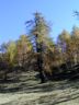 Alberi secolari